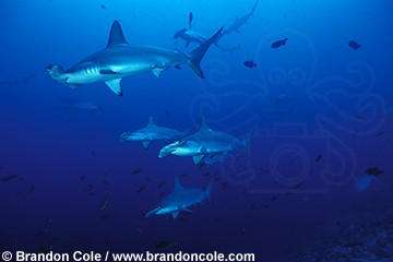 Scalloped Hammerhead Shark photos, high resolution stock underwater